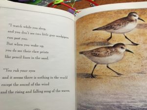 The Seashore Book by Charlotte Zolotow